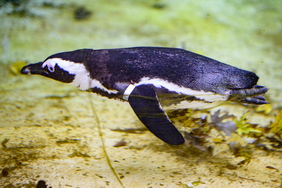 Wybierz się na pokazowe karmienie do Orientarium Zoo Łódź!