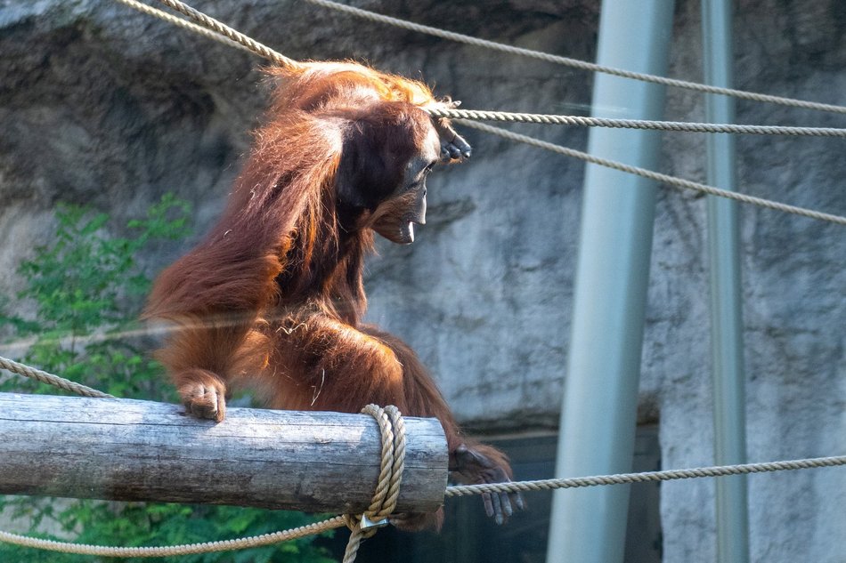Orangutany hasają już na dworze! Nowy wybieg dla zwierzaków w Orientarium Zoo Łódź