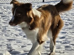 Łódź. Falcia to postrach ptaków na lotnisku w Łodzi!