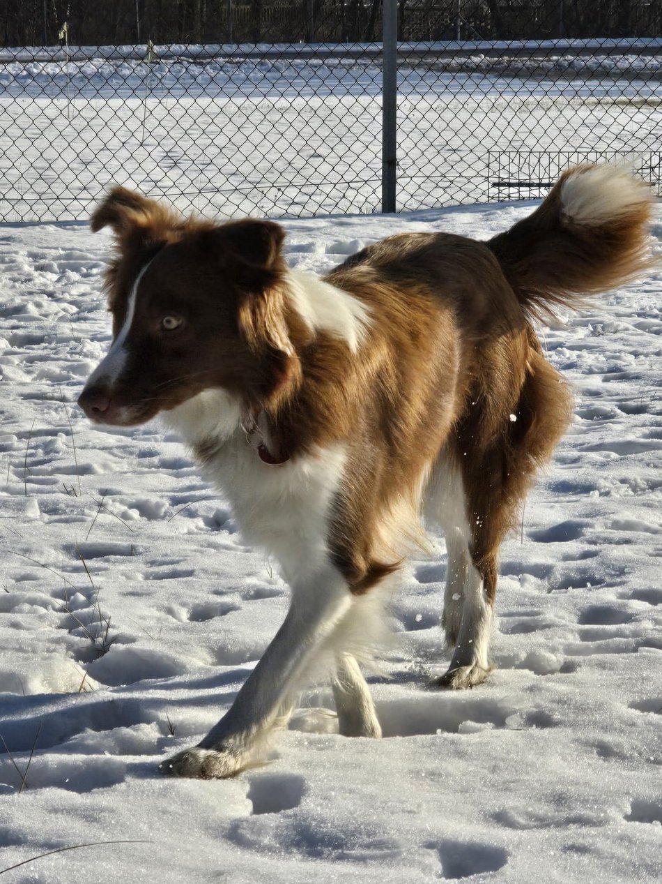 Łódź. Falcia to postrach ptaków na lotnisku w Łodzi!