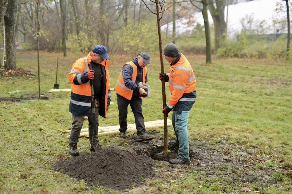 Lipy wracają do parku Poniatowskiego