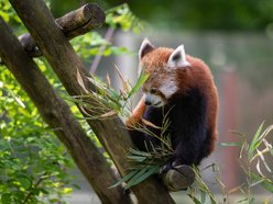 Łódź. Dzień Pandy Małej w Orientarium Zoo Łódź. Warsztaty, quiz, gry i pokazowe karmienie