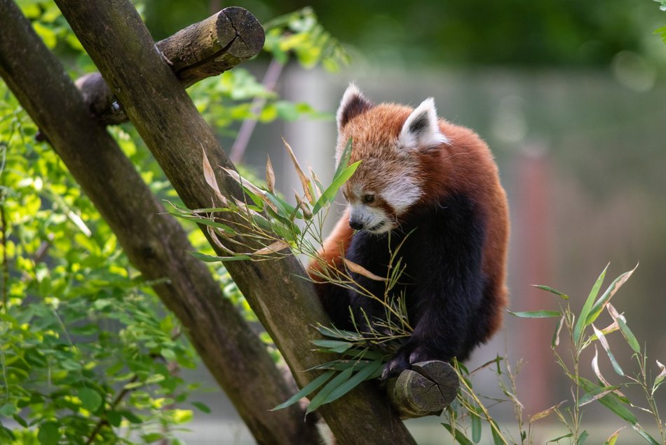 Łódź. Dzień Pandy Małej w Orientarium Zoo Łódź. Warsztaty, quiz, gry i pokazowe karmienie