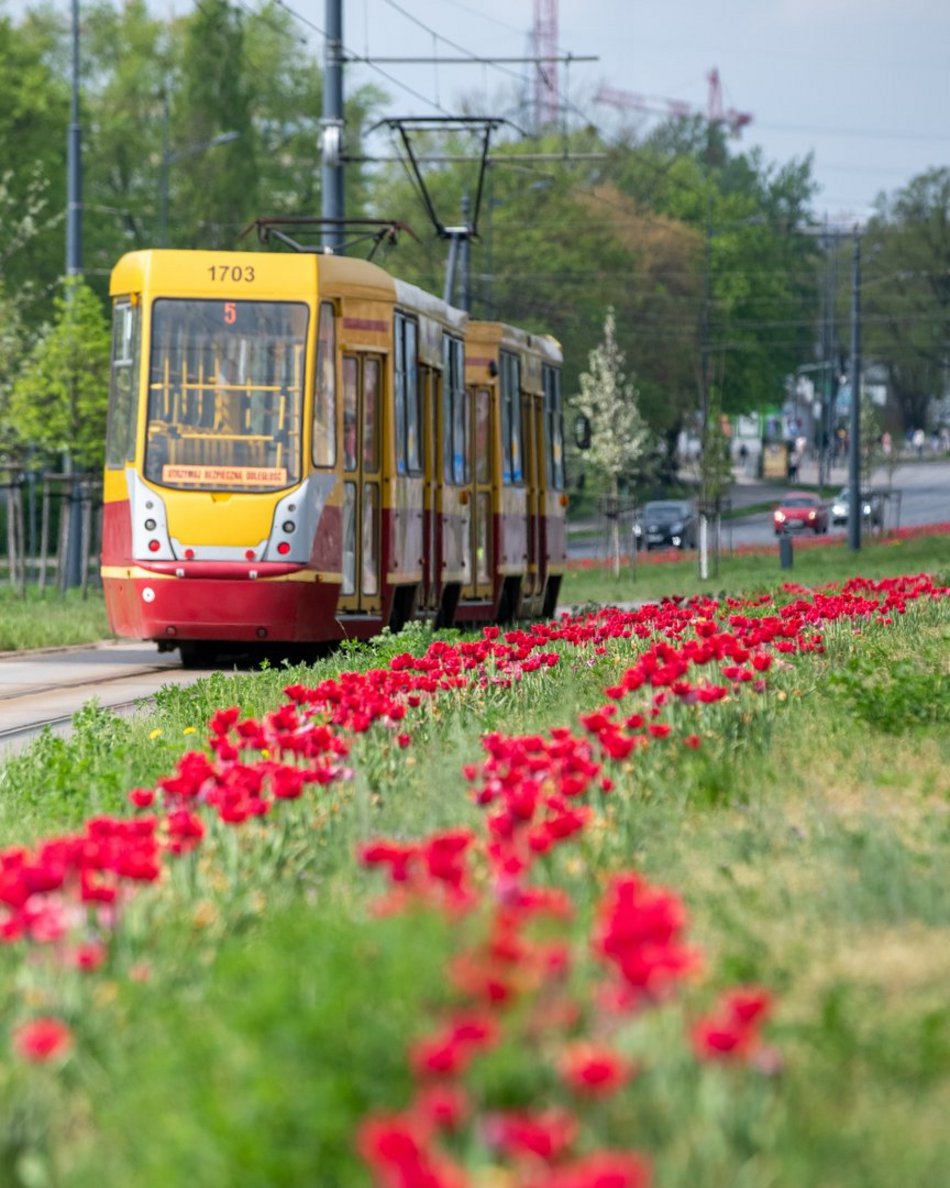 Łódź. Szpaler tulipanów na Piłsudskiego w Łodzi. Podróż tamtędy to uczta dla oczu