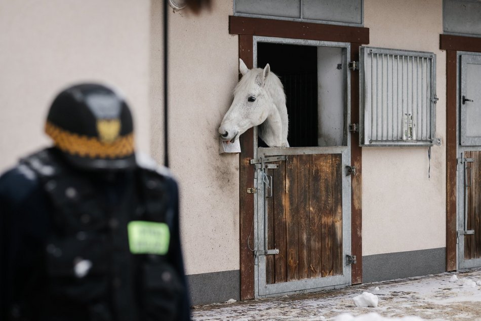 Łódź. Straż Miejska świętuje WOŚP 2026 w Łodzi! Jazda konna, gry i zabawy przy Wycieczkowej