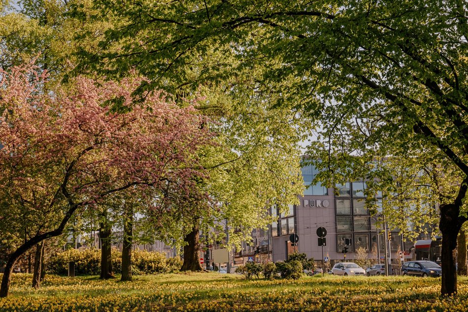 Park Staromiejski w Łodzi - wiosna, zieleń