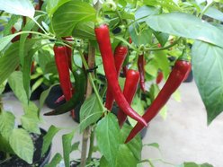 Papryka Cayenne Red