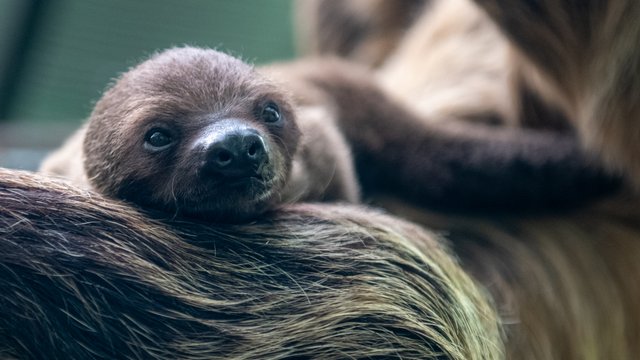 Leniwiec przyszedł na świat w Orientarium Zoo Łódź. To kolejne narodziny w tym roku! [ZDJĘCIA]