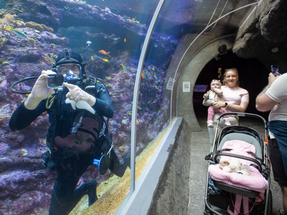 Łódź. Orientarium Zoo Łódź z kolejną wielką atrakcją. Wpadnij na środy z nurkowaniem!