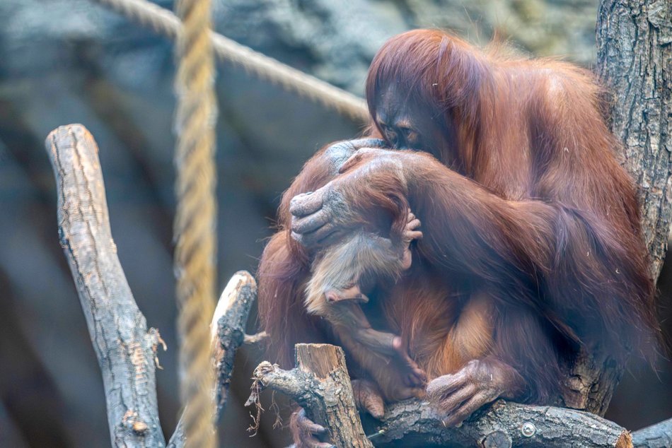 Łódź. Orangutan sumatrzański urodził się w Orientarium Zoo Łódź. To sukces na skalę światową!