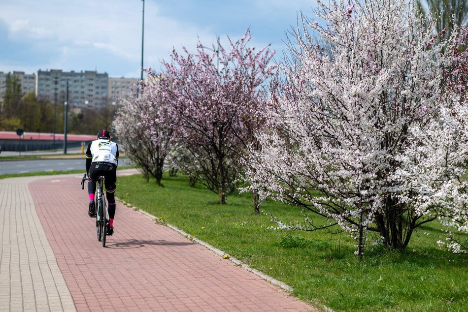 Łódź. Biało-różowy zawrót głowy na Rokicińskiej w Łodzi. Kwitnąca przyroda wygląda, jak z bajki!