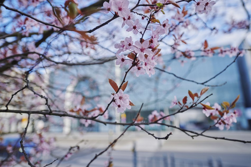 Łódź. Wiosna zagościła na skwerze przy Narutowicza i Sienkiewicza. Przyroda w Łodzi zachwyca!