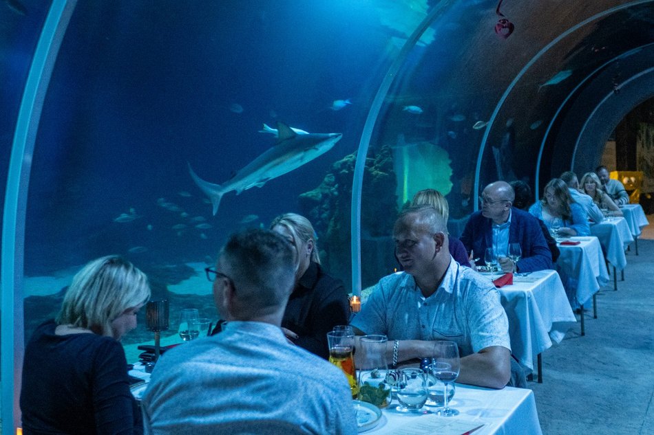 Łódź. Walentynki w Orientarium Zoo Łódź. Przysmaki, koncert na harfie i... zaręczyny