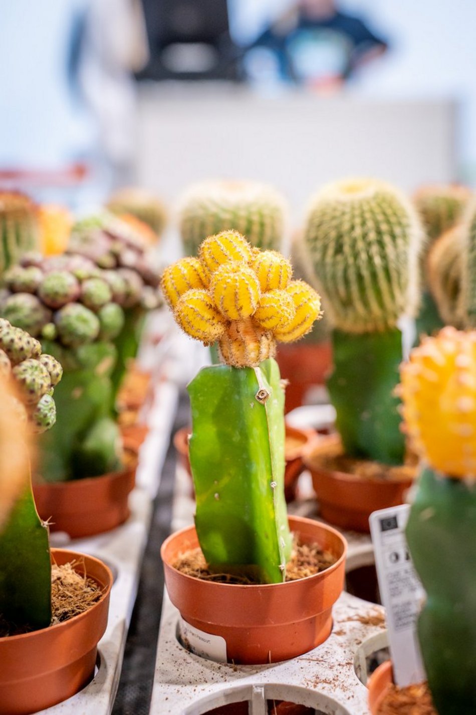 Łódź. World Flower Show w hali Expo Łódź. Przyjdź i zobacz orchidee, drzewa bonsai i sukulenty