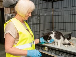 Wielka inwestycja w schronisku w Łodzi. Nowy teren, kojce i przestrzeń edukacyjna