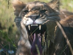 Nowa lwica w Orientarium Zoo Łódź! To nie jest malutka kotka!