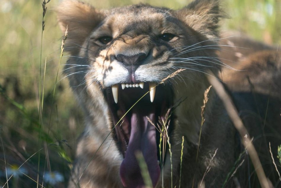 Nowa lwica w Orientarium Zoo Łódź! To nie jest malutka kotka!