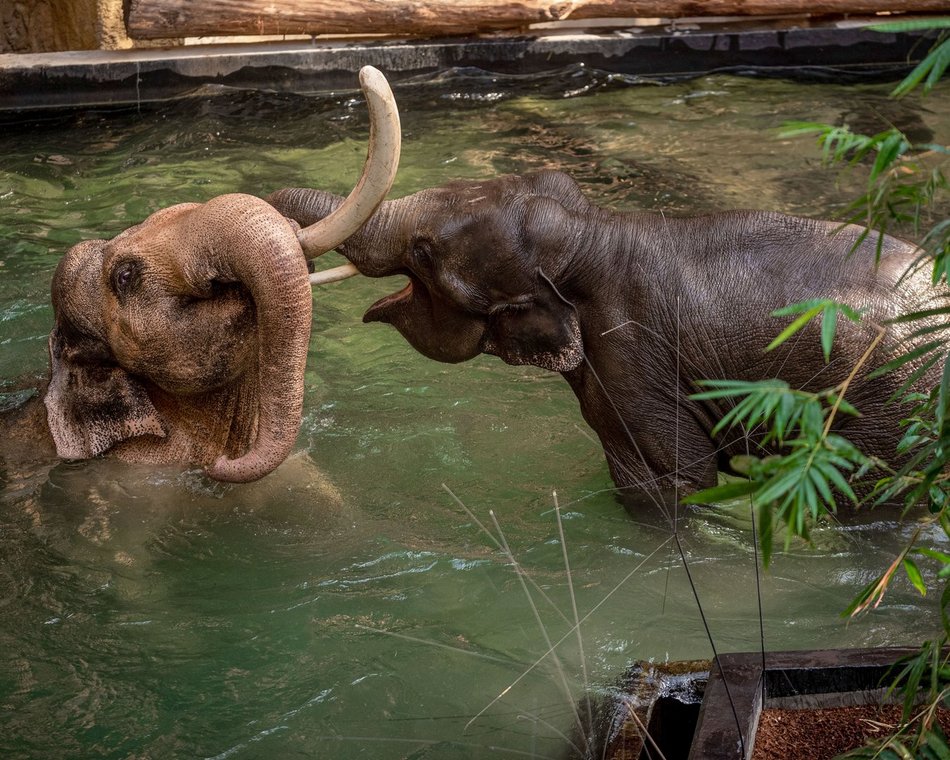 Słonie Aleksander i Taru w Orientarium Zoo Łódź