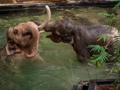 Słonie Aleksander i Taru w Orientarium Zoo Łódź