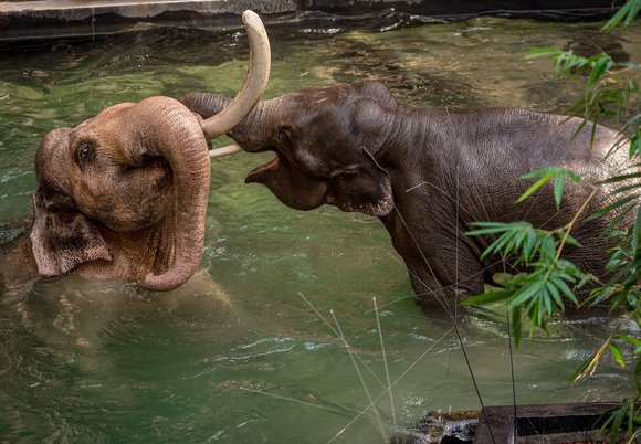 Słonie Aleksander i Taru w Orientarium Zoo Łódź