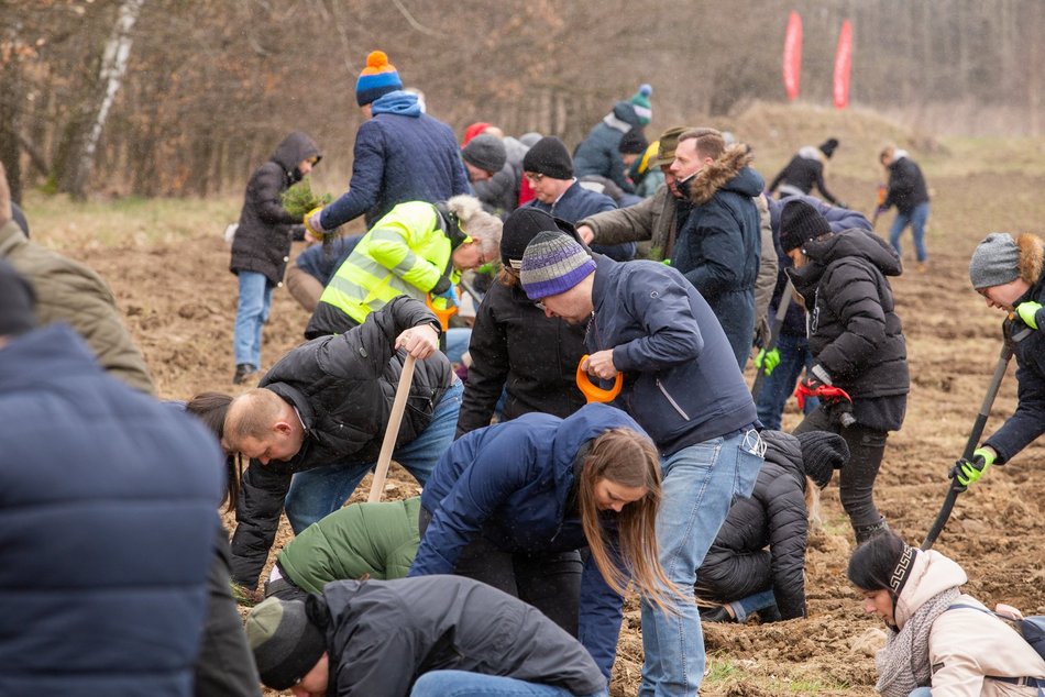 W Łodzi przybędzie 35 tys. drzew!