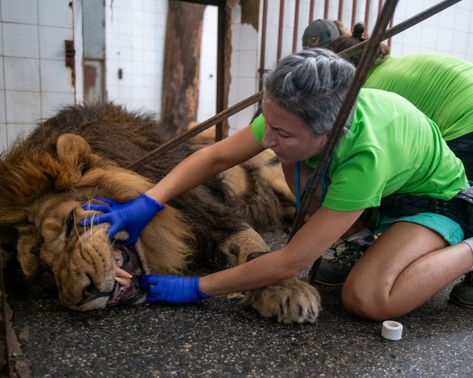 Los zwierząt nie jest Ci obojętny? Zostań przyjacielem Orientarium Zoo Łódź