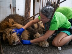 Los zwierząt nie jest Ci obojętny? Zostań przyjacielem Orientarium Zoo Łódź