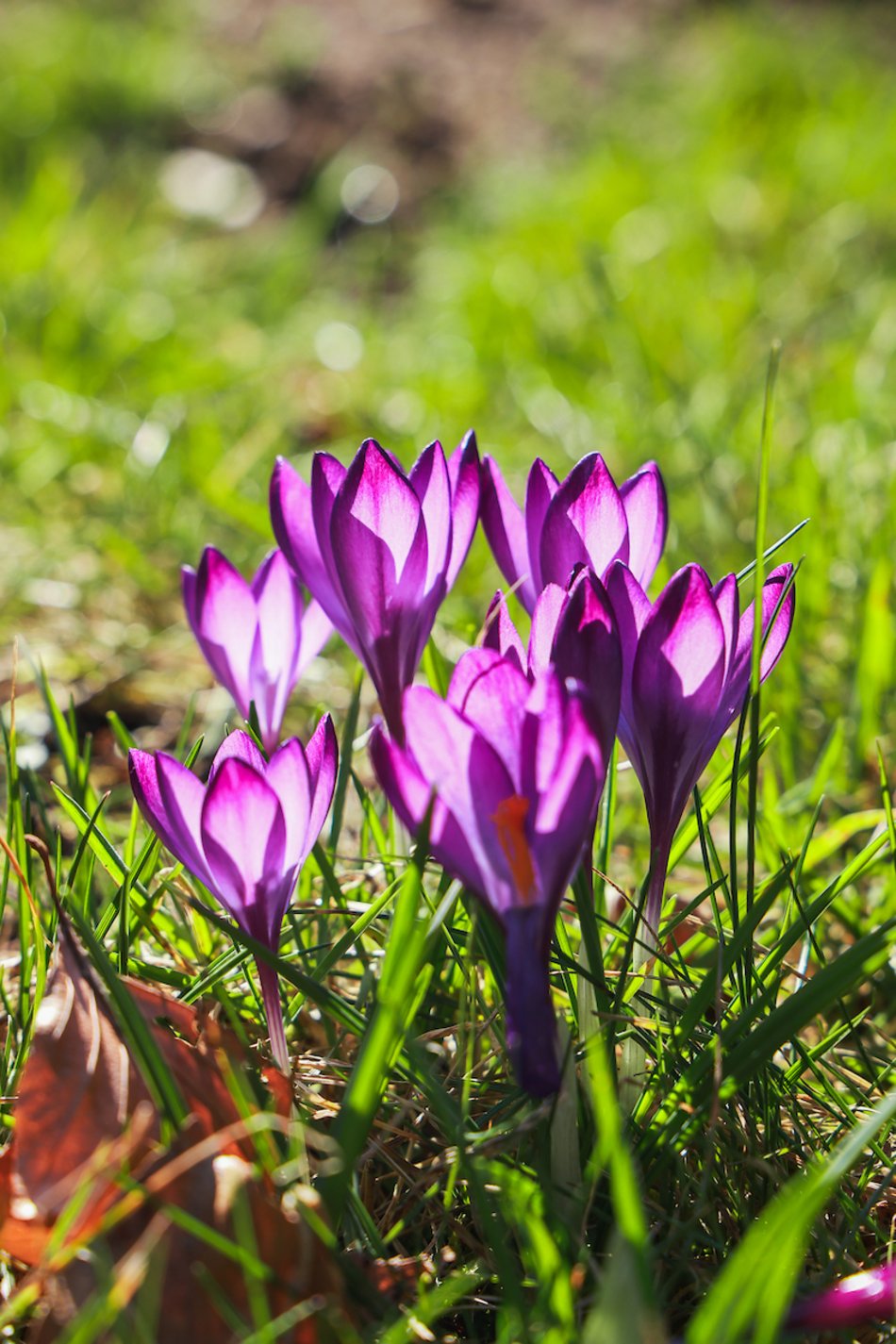 Łódź. W Ogrodzie Botanicznym wiosna w pełni! Przebiśniegi i krokusy zachwycają