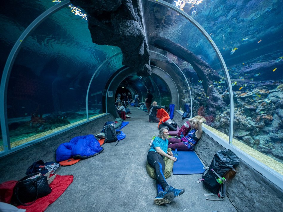 tunel ze zwierzętami morskimi