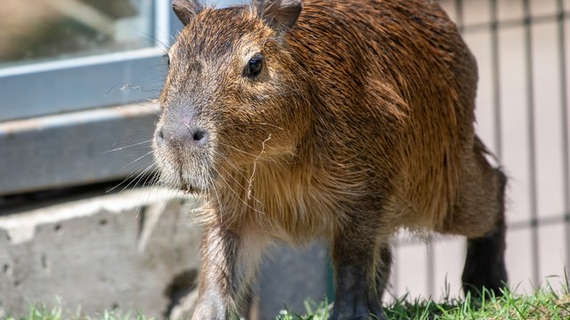 Kolejna kapibara w Orientarium Zoo Łódź. Do dwóch samic dołączył samiec! [ZDJĘCIA]