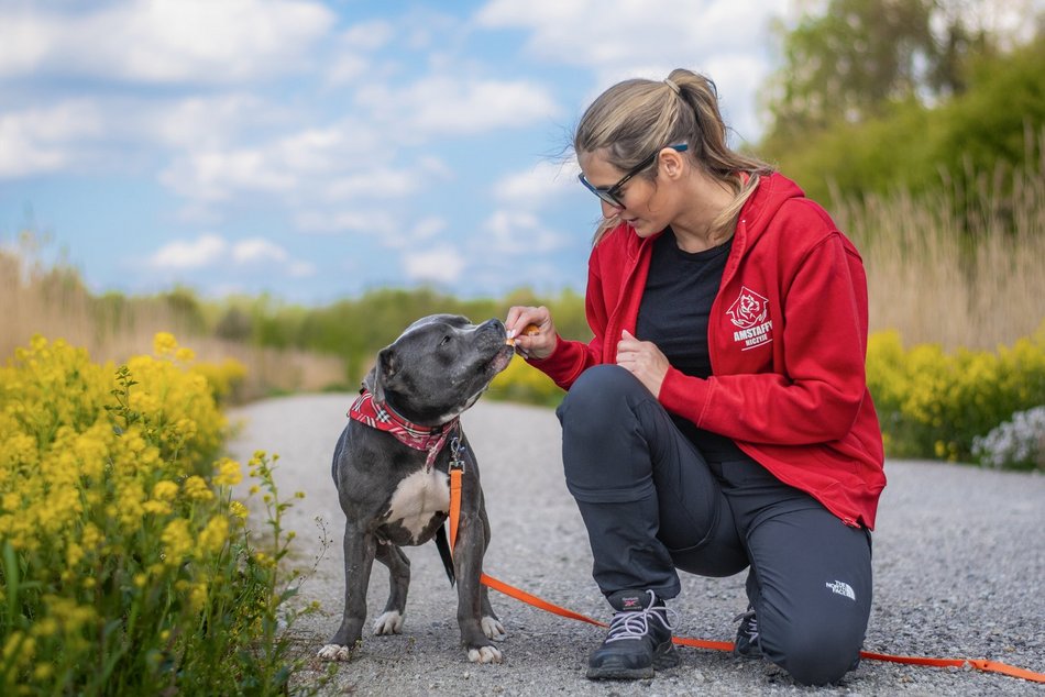 Łódź. Stowarzyszenie „Amstaffy Niczyje” z Łodzi zwalcza stereotypy. Siła i łagodność mogą iść w parze!