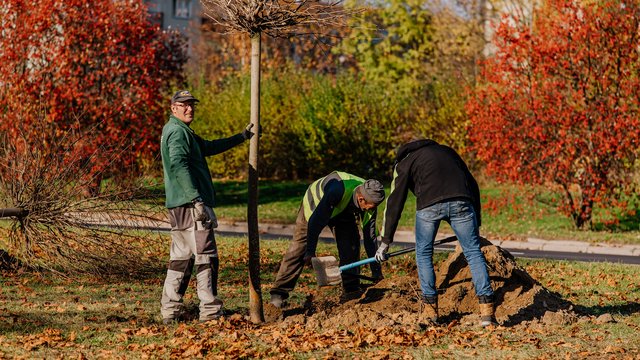 100 nowych drzew w Łodzi. Do końca roku posadzą je m.in. przy Rokicińskiej