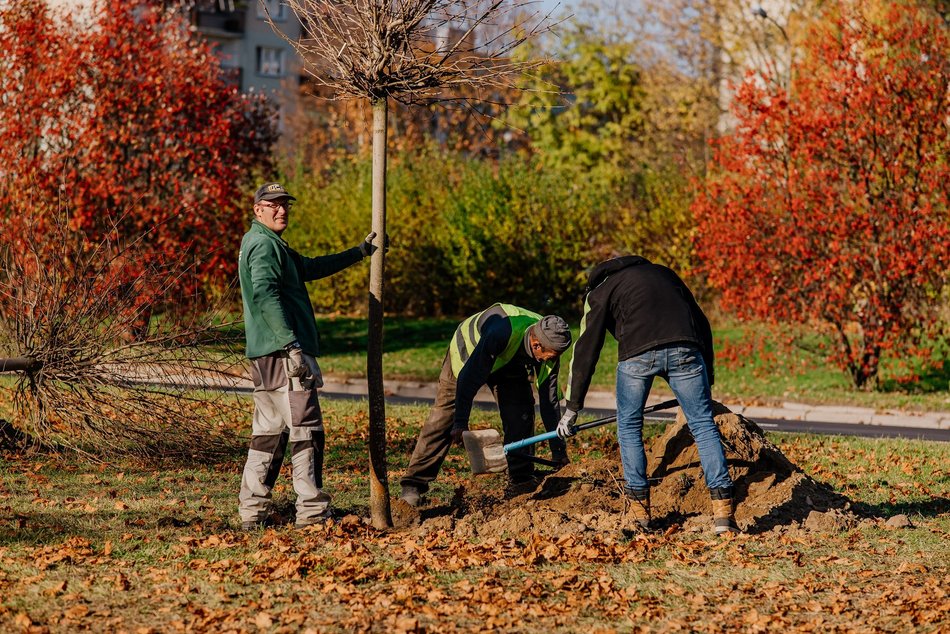 Łódź. Nowe drzewa, jesienne nasadzenia