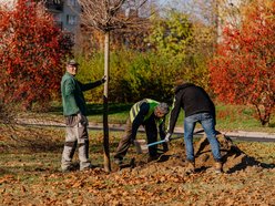 Łódź. Nowe drzewa, jesienne nasadzenia