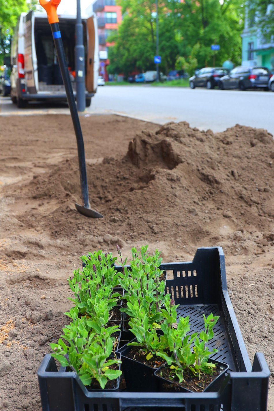 Łódź. Więcej zieleni w centrum! Zamiast betonu będą kolorowe byliny, krzewy i piękne rabaty