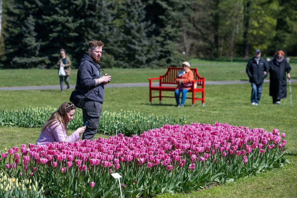 Łódź. Tysiące tulipanów w Ogrodzie Botanicznym w Łodzi. Przyjdź i zobacz je na własne oczy!