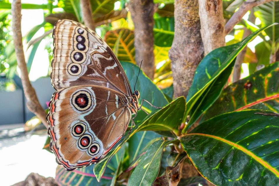 Łódź. Nowa motylarnia w Orientarium Zoo Łódź już otwarta! Największe takie miejsce w Polsce