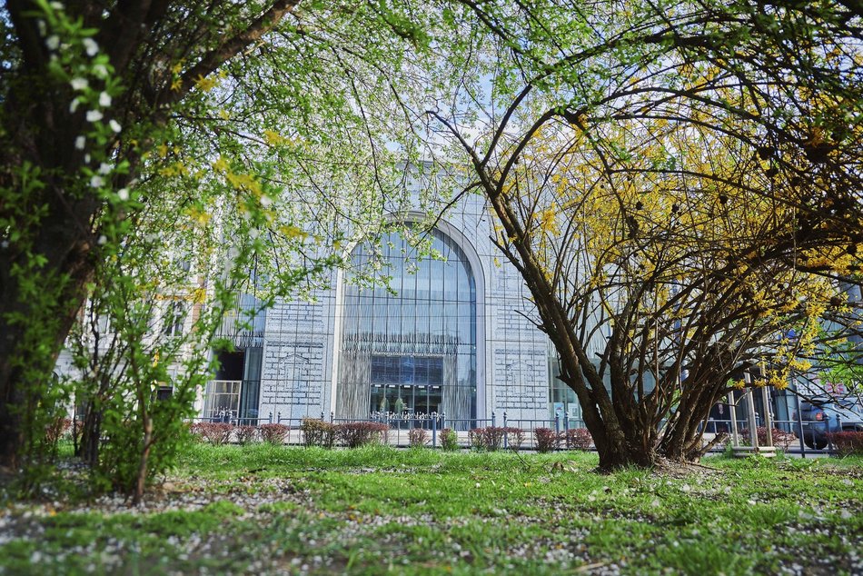 Łódź. Wiosna zagościła na skwerze przy Narutowicza i Sienkiewicza. Przyroda w Łodzi zachwyca!