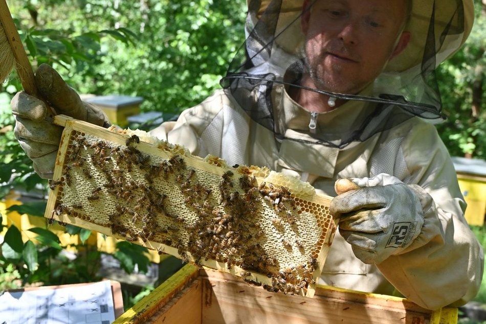 Miodobranie na dachu biurowca Synergia w Łodzi