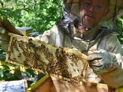 Miodobranie na dachu biurowca Synergia w Łodzi