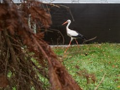 Zwierzęta w Ośrodku Rehabilitacji Dzikich Zwierząt w Łodzi