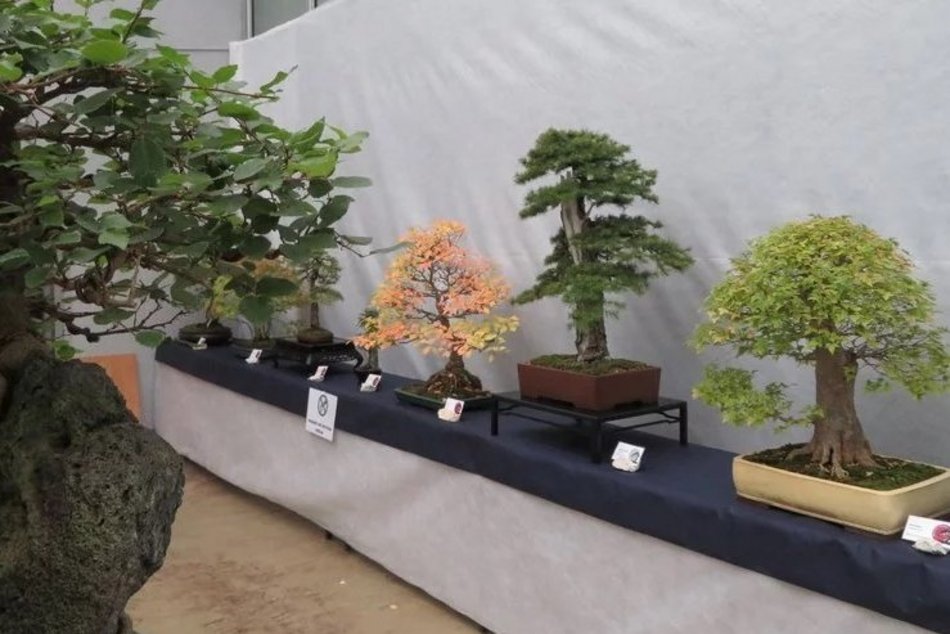 Drzewa i krzewy w sztuce Bonsai w Palmiarni w Łodzi. Wystawa powraca!