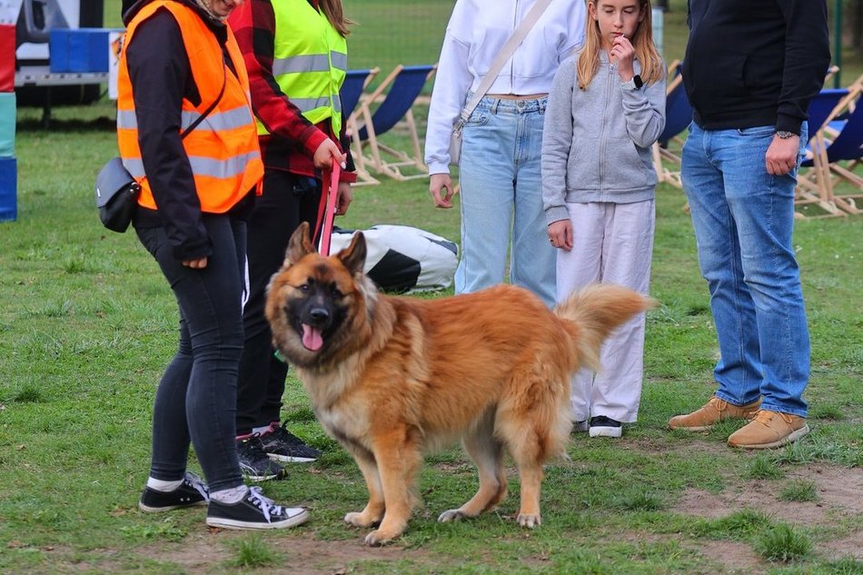 Psia Polówka w Porcie Łódź