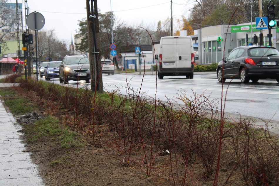 Sadzenie krzewów wzdłuż ulicy Retkińskiej