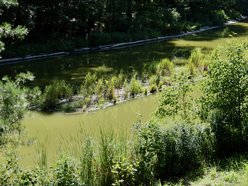 Łódź. Trzy wyspy na stawie w Arturówku w Łodzi. Oczyszczą wodę i pomogą zwierzętom!