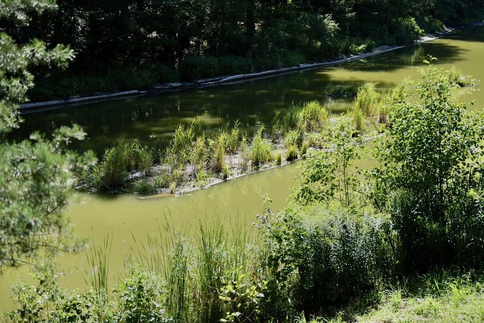 Łódź. Trzy wyspy na stawie w Arturówku w Łodzi. Oczyszczą wodę i pomogą zwierzętom!