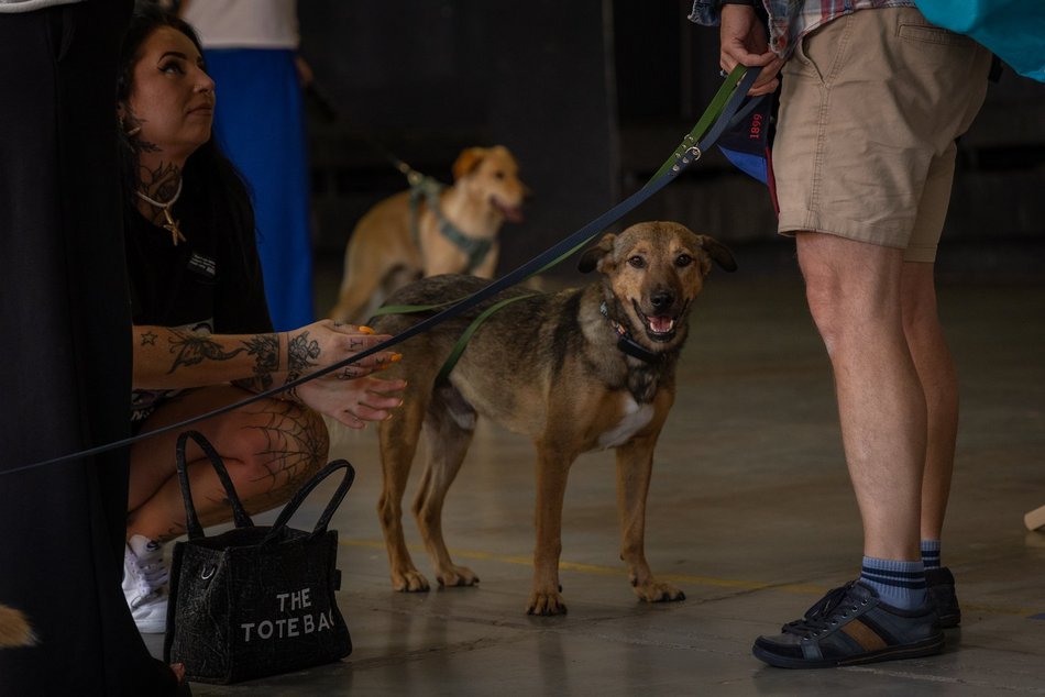 Łódź. Gastro dla schroniska w Łodzi. Tak się łączy miłość do jedzenia, muzyki i zwierząt!