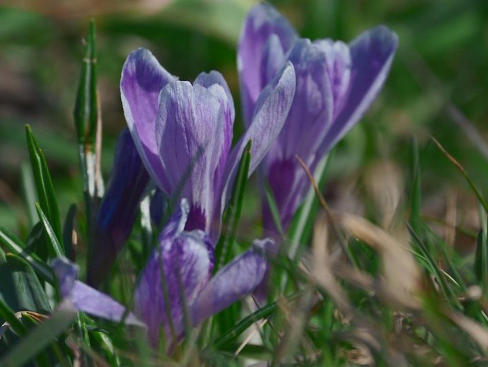 Łódź. Łódź tonie w kwiatach! Wielokolorowe kompozycje w całym mieście!