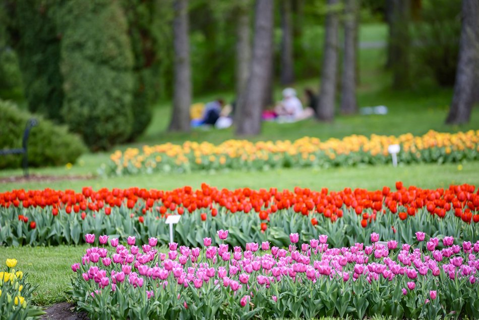 Morze tulipanów w Ogrodzie Botanicznym w Łodzi. Nie możesz tego przegapić