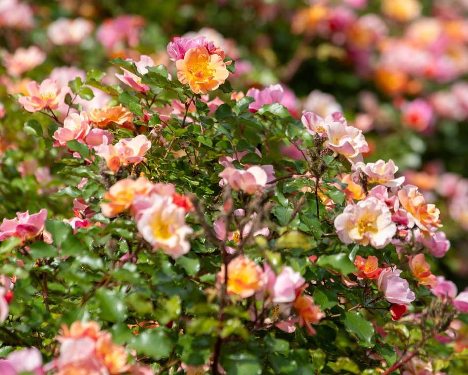 Łódź. Róże przy ul. Północnej w Łodzi